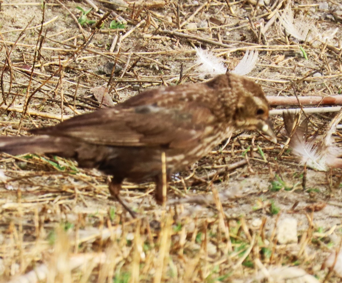 Song Sparrow - ML620791234