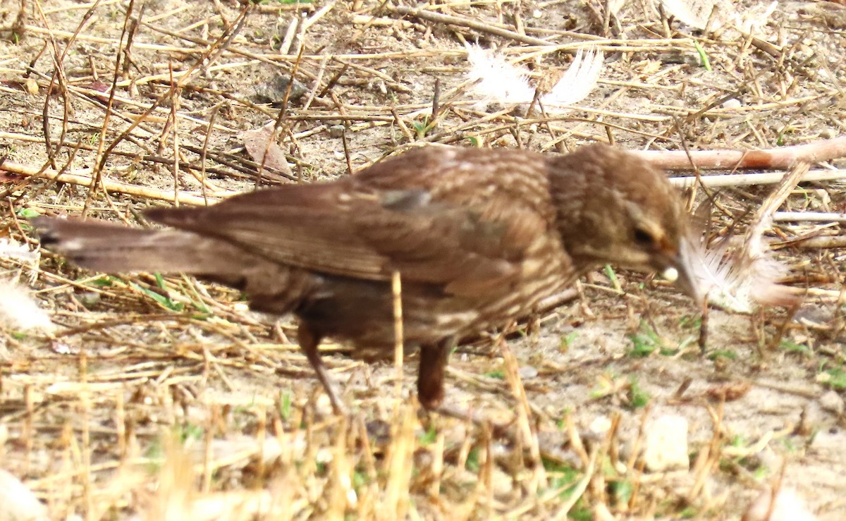 Song Sparrow - ML620791235