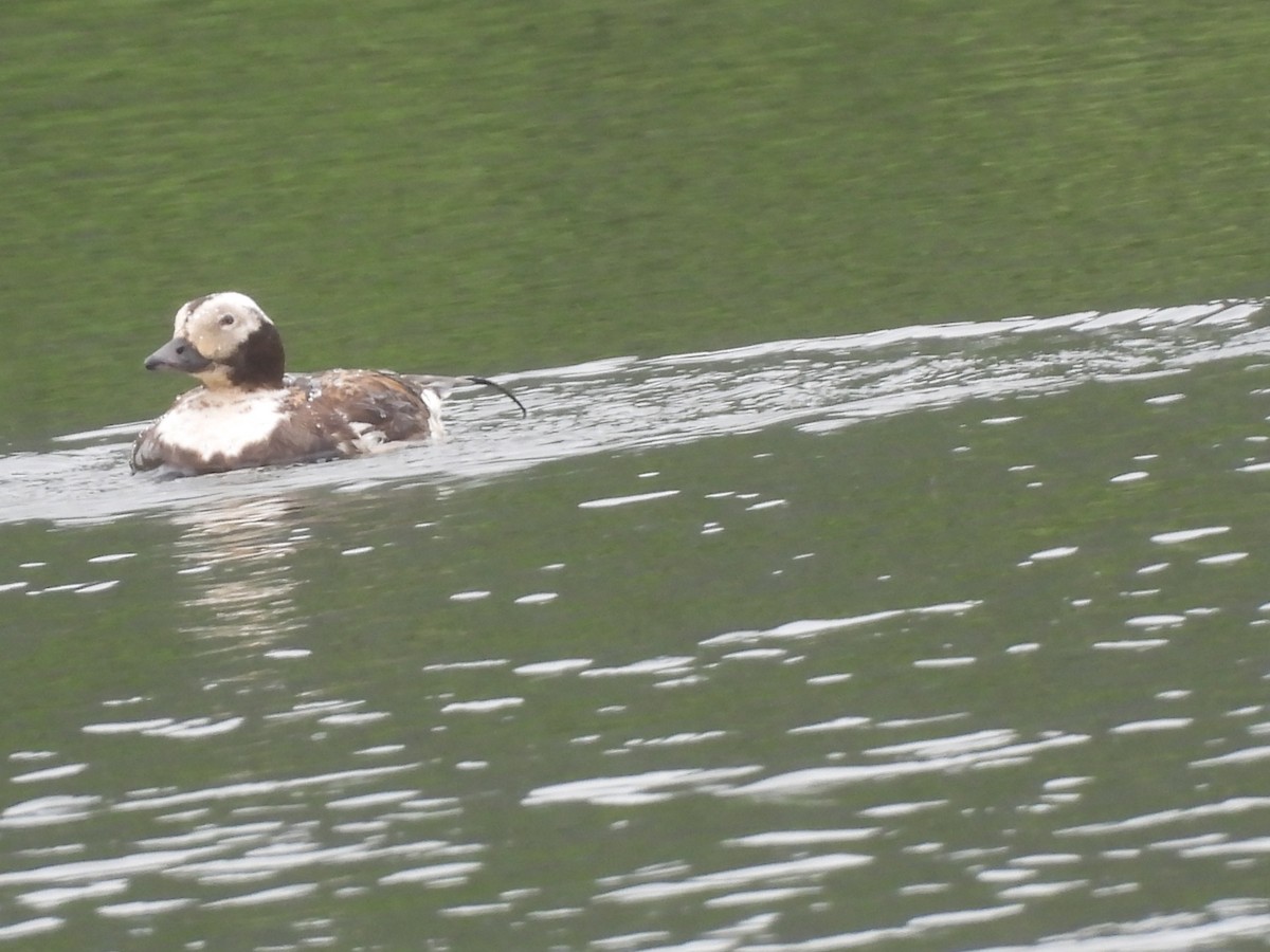 Long-tailed Duck - ML620791238