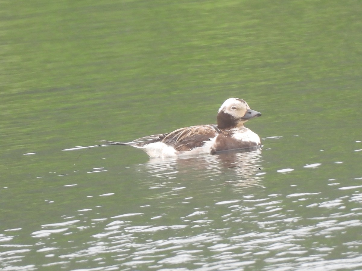 Long-tailed Duck - Rhonda Langelaan