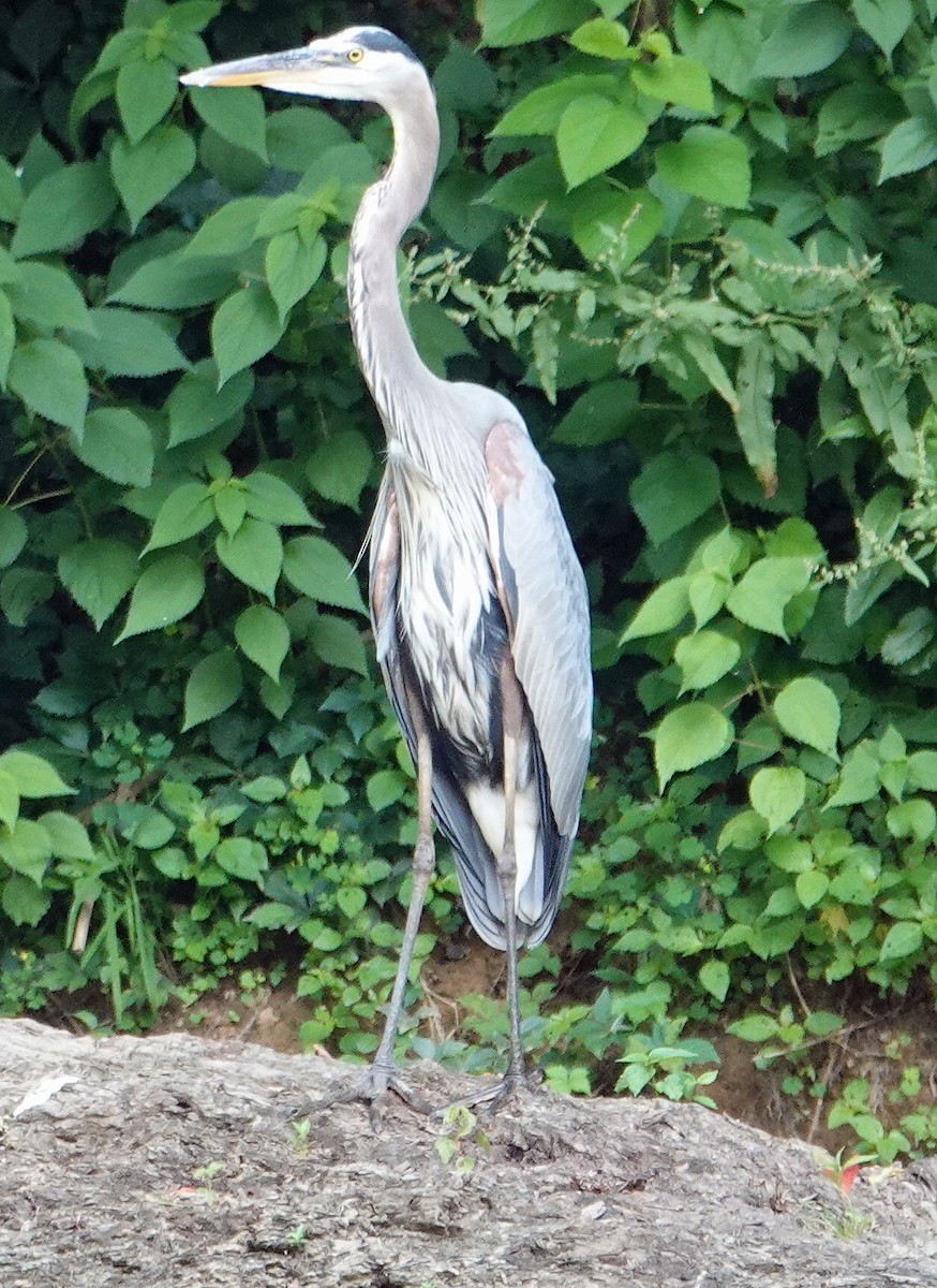 Great Blue Heron - ML620791242