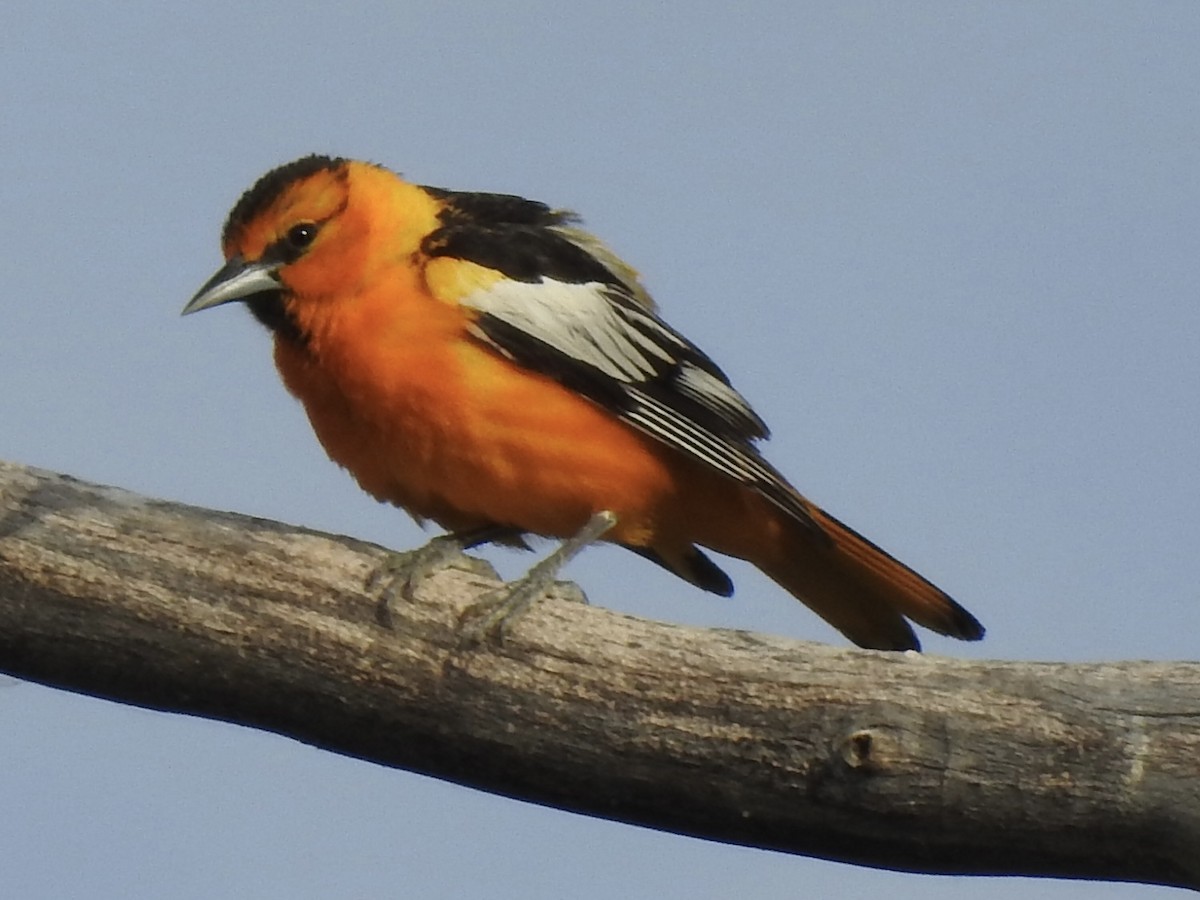 Bullock's Oriole - ML620791248