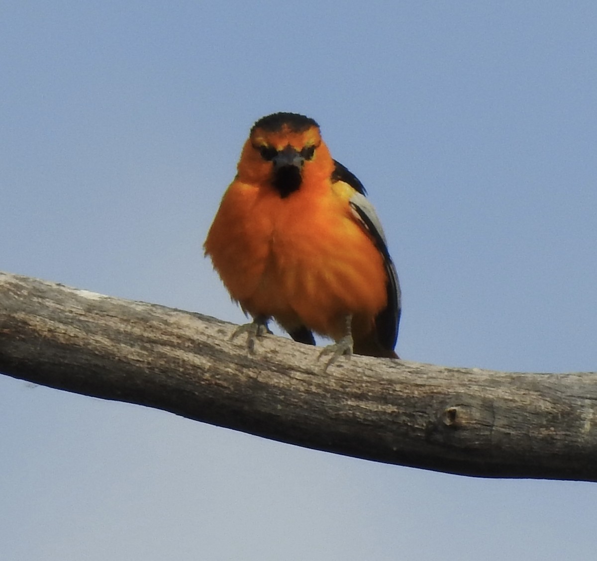 Bullock's Oriole - ML620791251