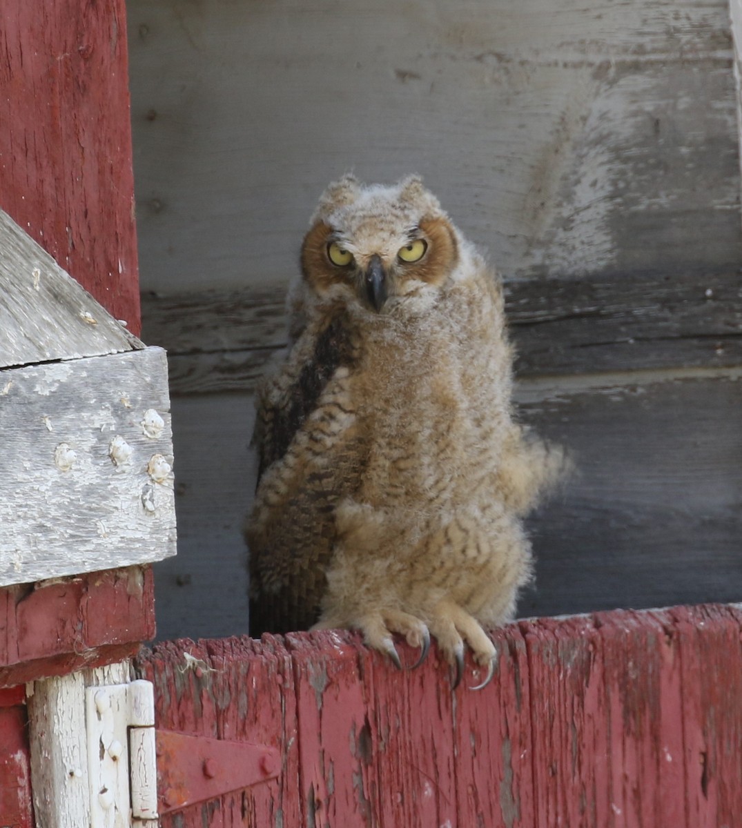 Great Horned Owl - ML620791252