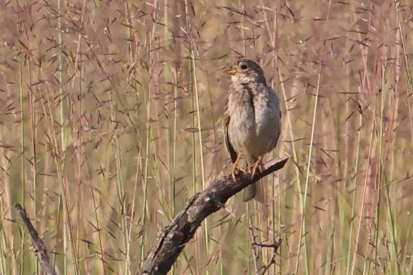 Corn Bunting - ML620791258