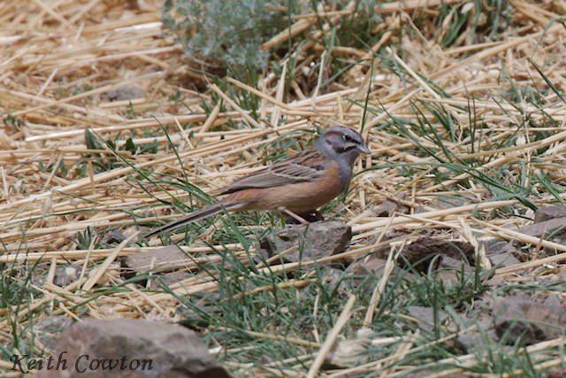 Godlewski's Bunting - ML620791262