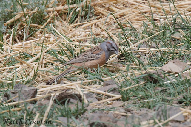 Godlewski's Bunting - ML620791265