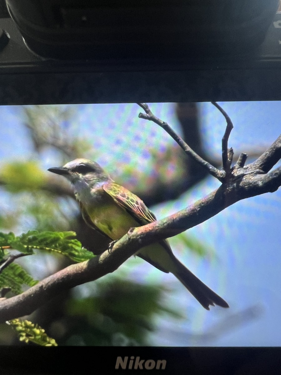 Tropical Kingbird - ML620791266