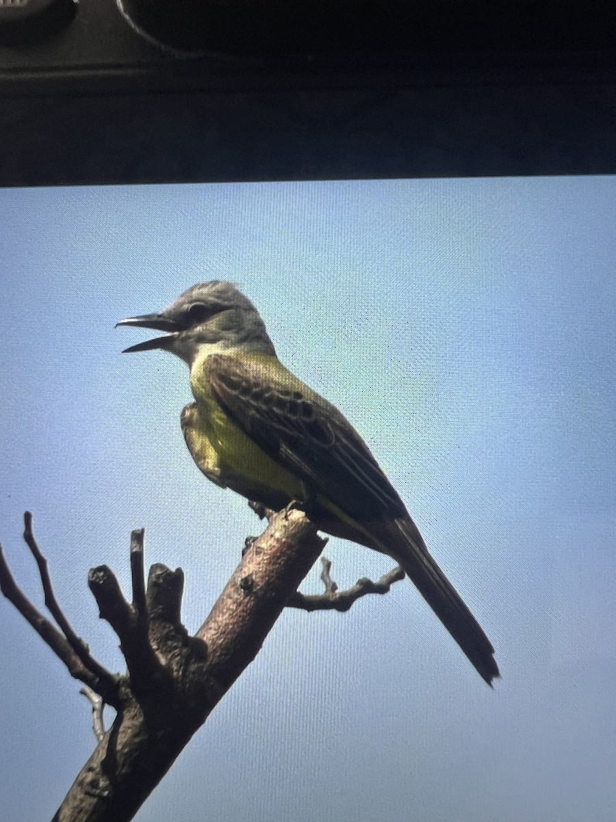 Tropical Kingbird - ML620791268