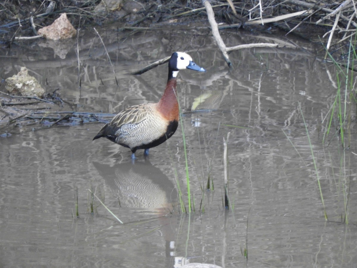 White-faced Whistling-Duck - ML620791269