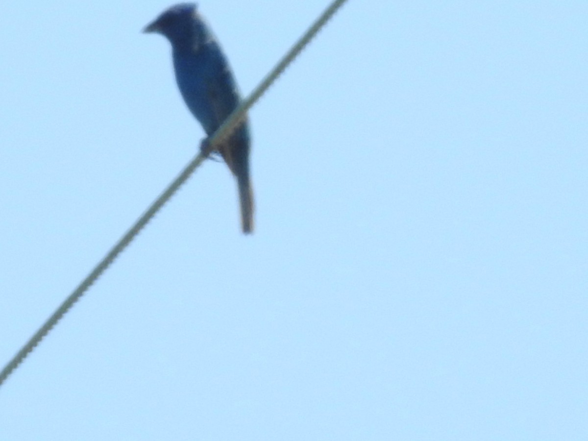 Indigo Bunting - ML620791276