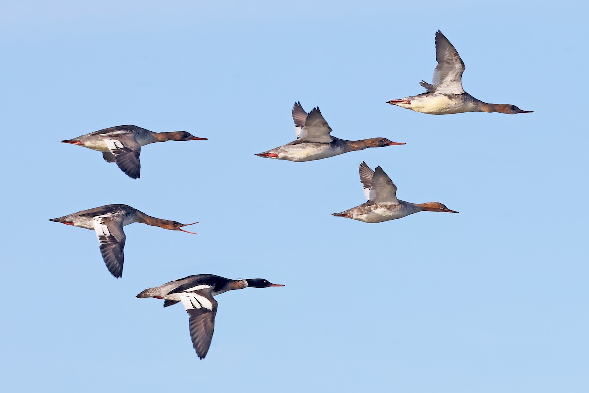 Red-breasted Merganser - ML620791283