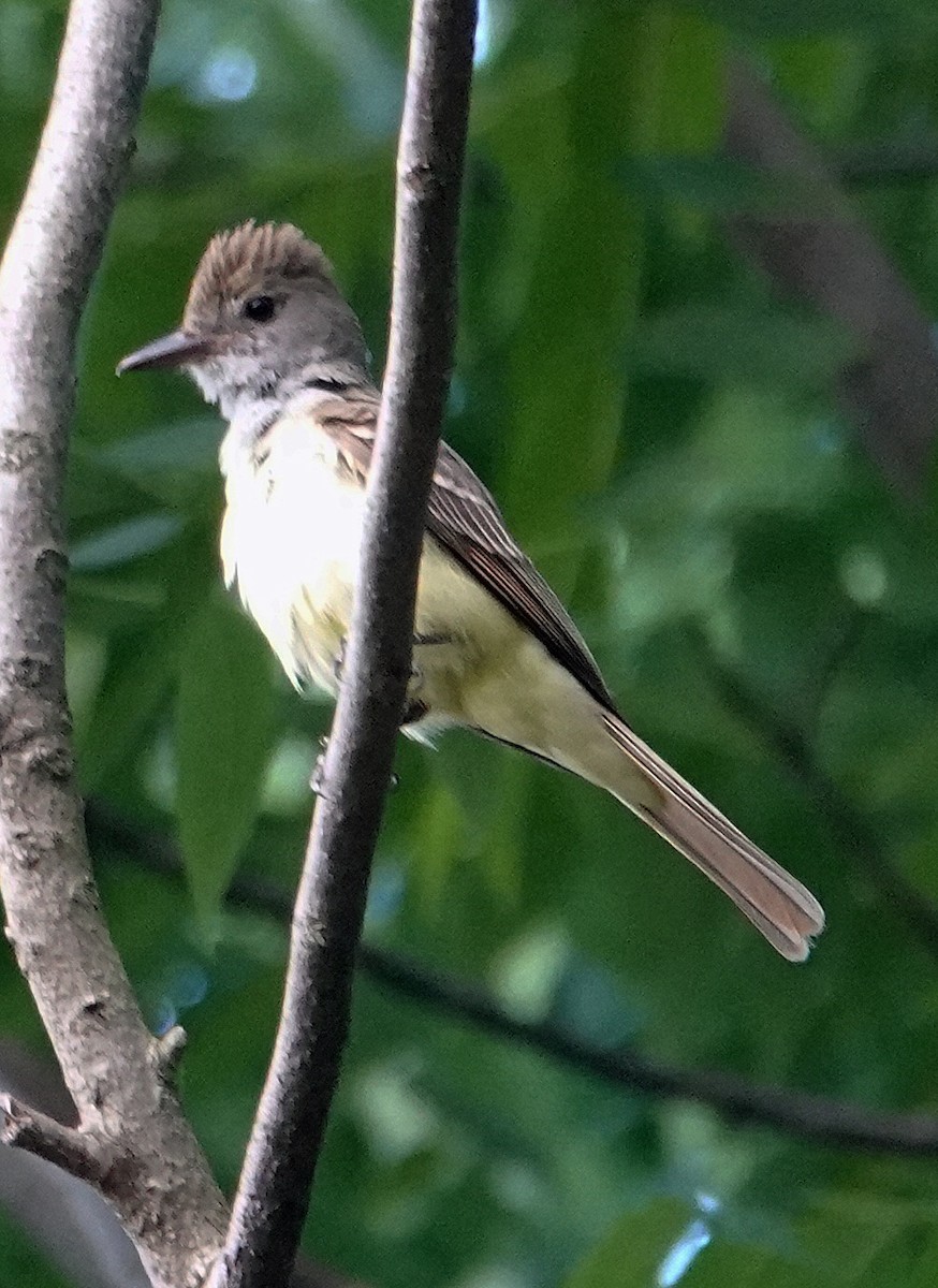 Great Crested Flycatcher - ML620791286