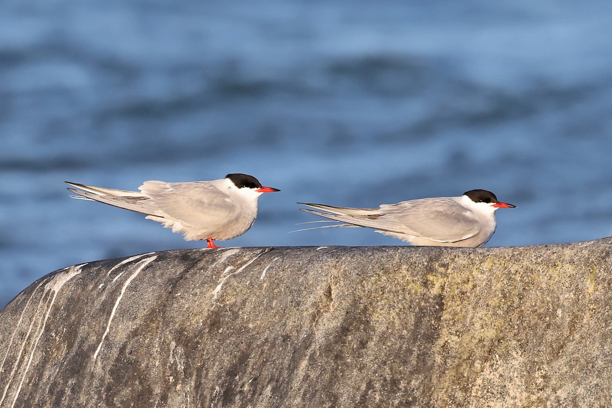 Common Tern - ML620791301