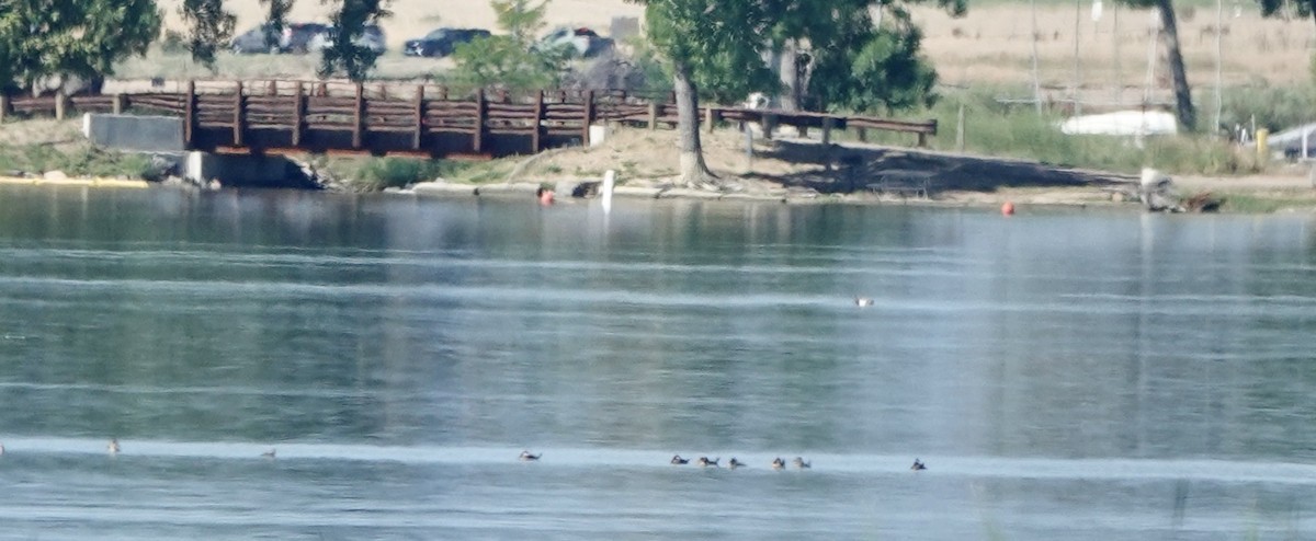 Ruddy Duck - ML620791302