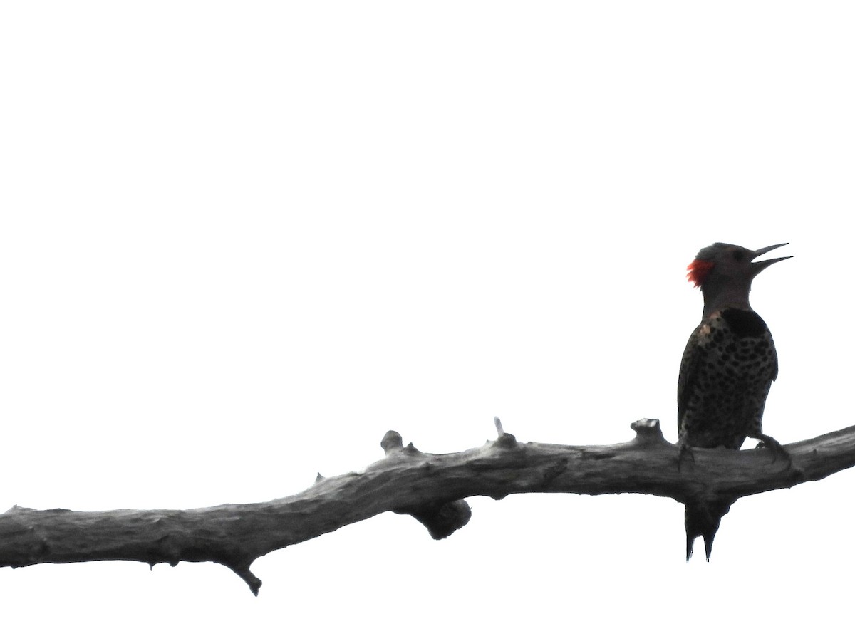 Northern Flicker (Grand Cayman I.) - ML620791315