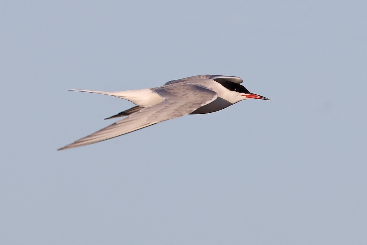 Common Tern - ML620791318