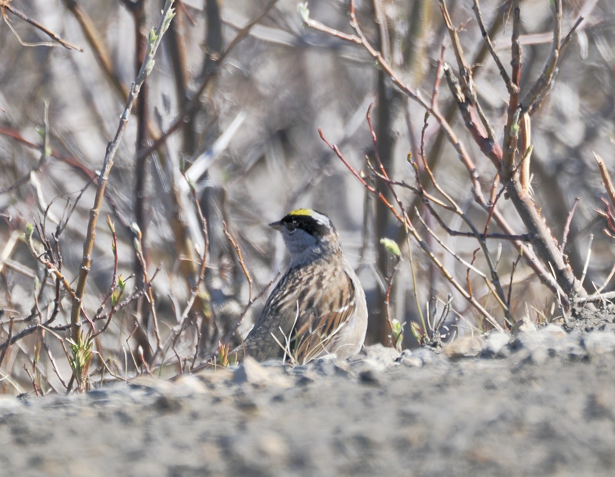 Golden-crowned Sparrow - ML620791319