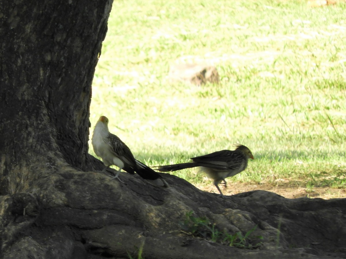 Guira Cuckoo - ML620791320