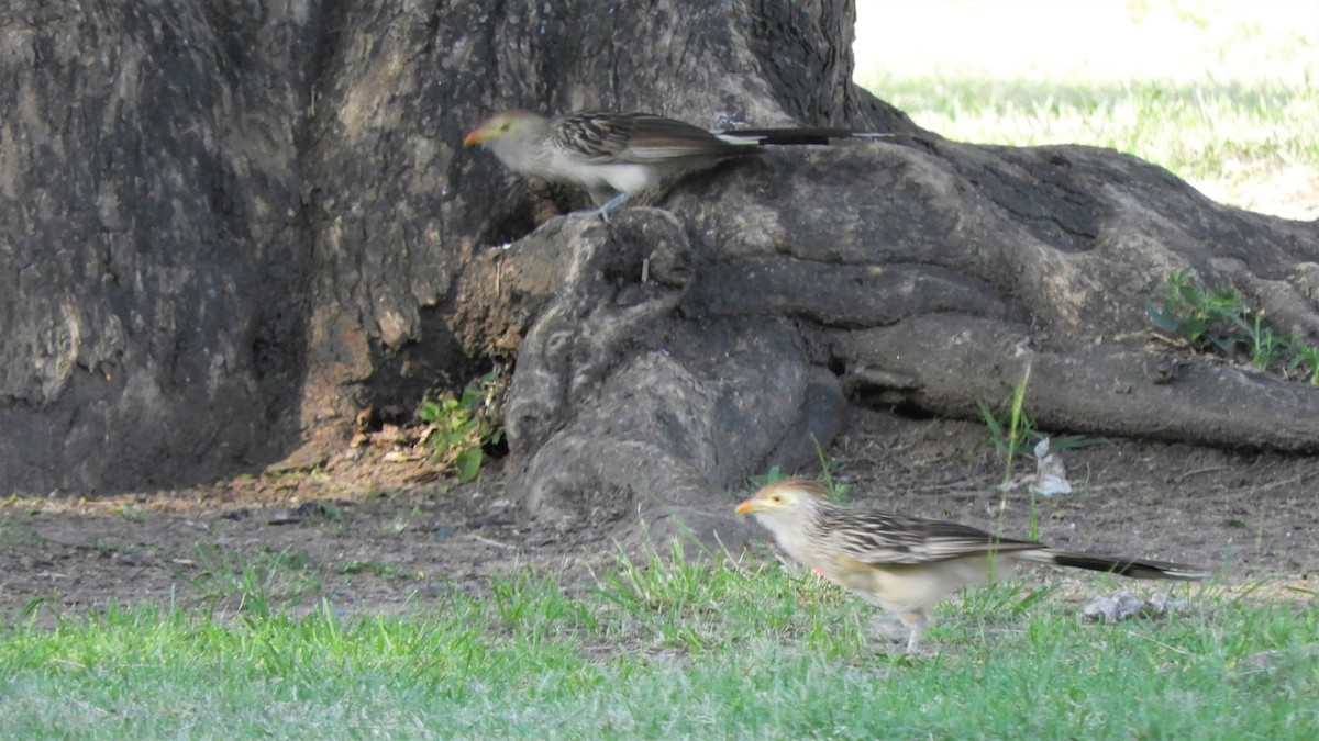 Guira Cuckoo - ML620791321