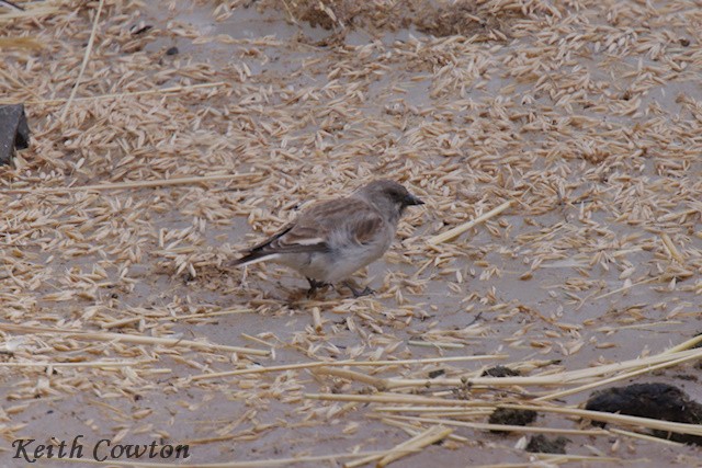 White-winged Snowfinch - ML620791322