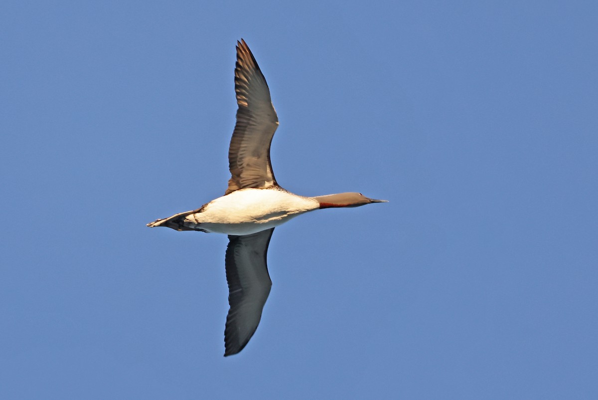 Red-throated Loon - ML620791326