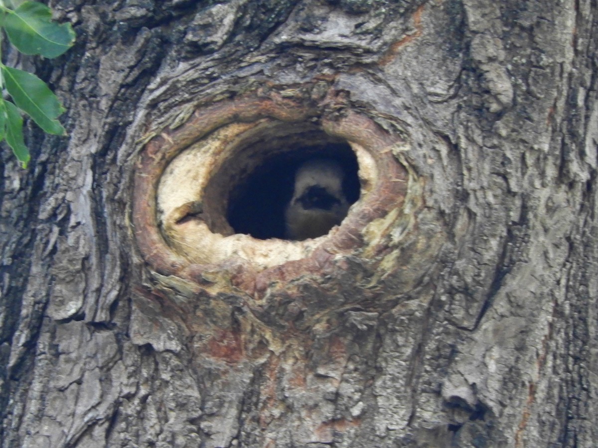 White-fronted Woodpecker - Jorge Juan Rueda