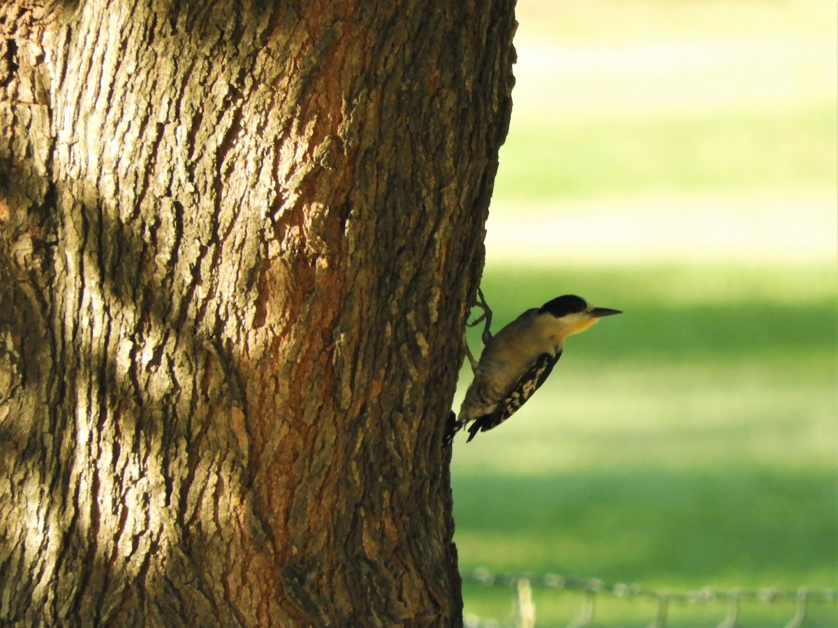 White-fronted Woodpecker - ML620791337