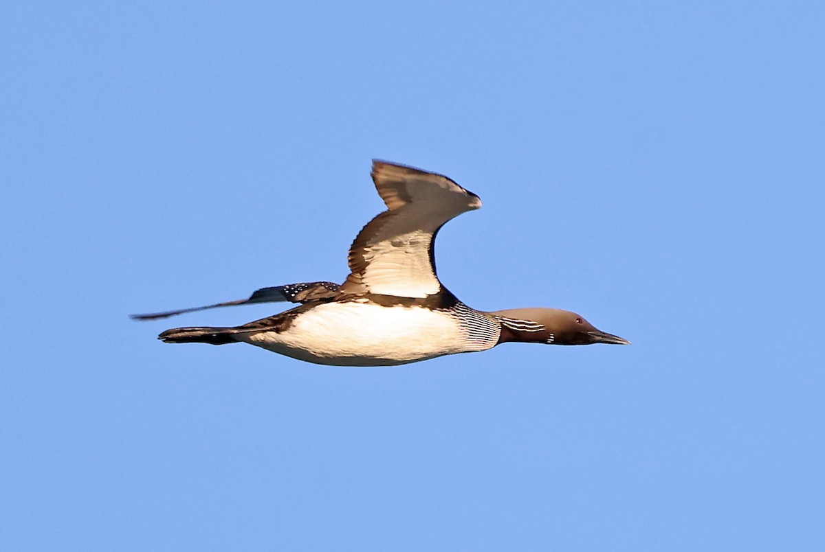 Arctic Loon - ML620791339