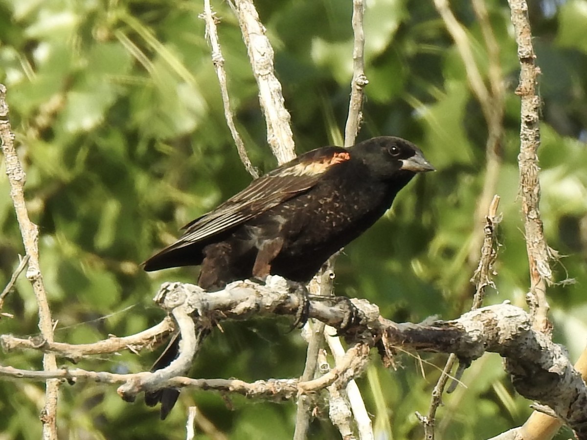 Red-winged Blackbird - ML620791340