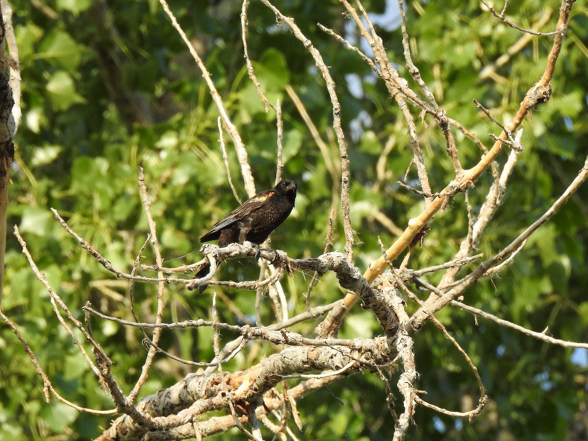 Red-winged Blackbird - ML620791341