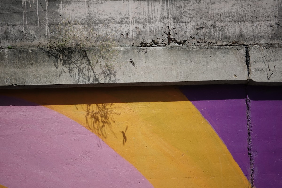 ebird-checklist-24-jun-2024-san-antonio-riverwalk-area-9-species