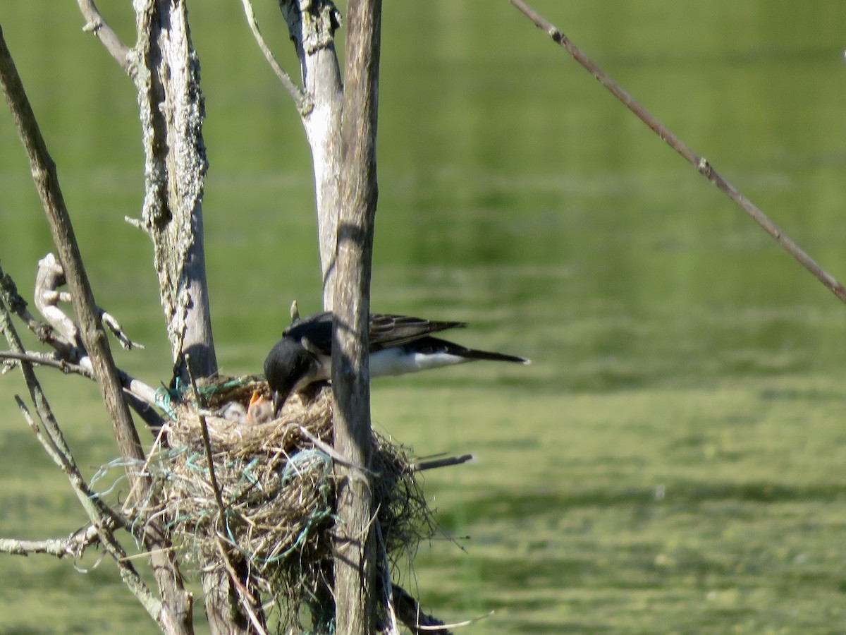 Eastern Kingbird - ML620791343