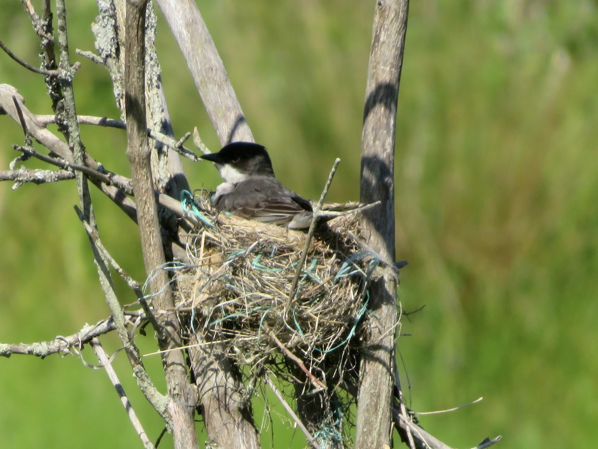 Eastern Kingbird - ML620791345