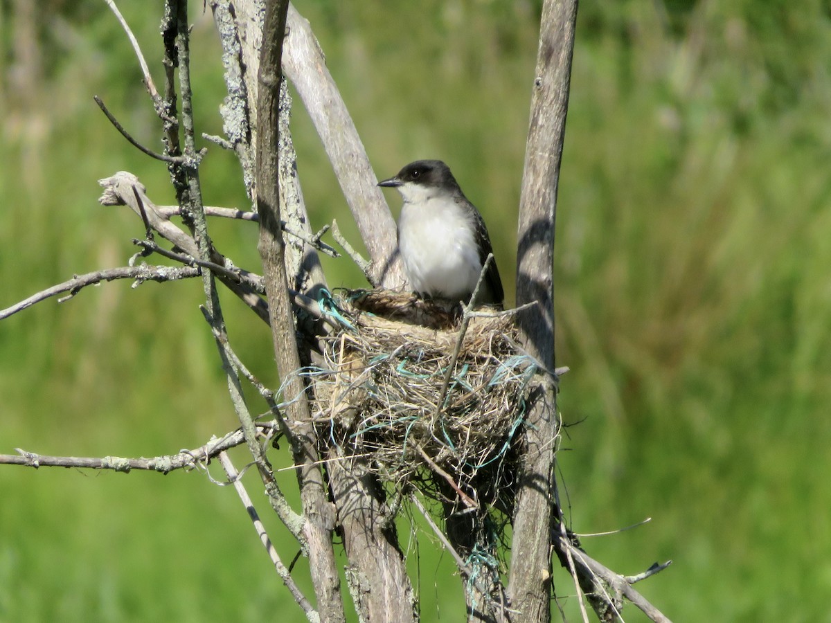 Eastern Kingbird - ML620791346