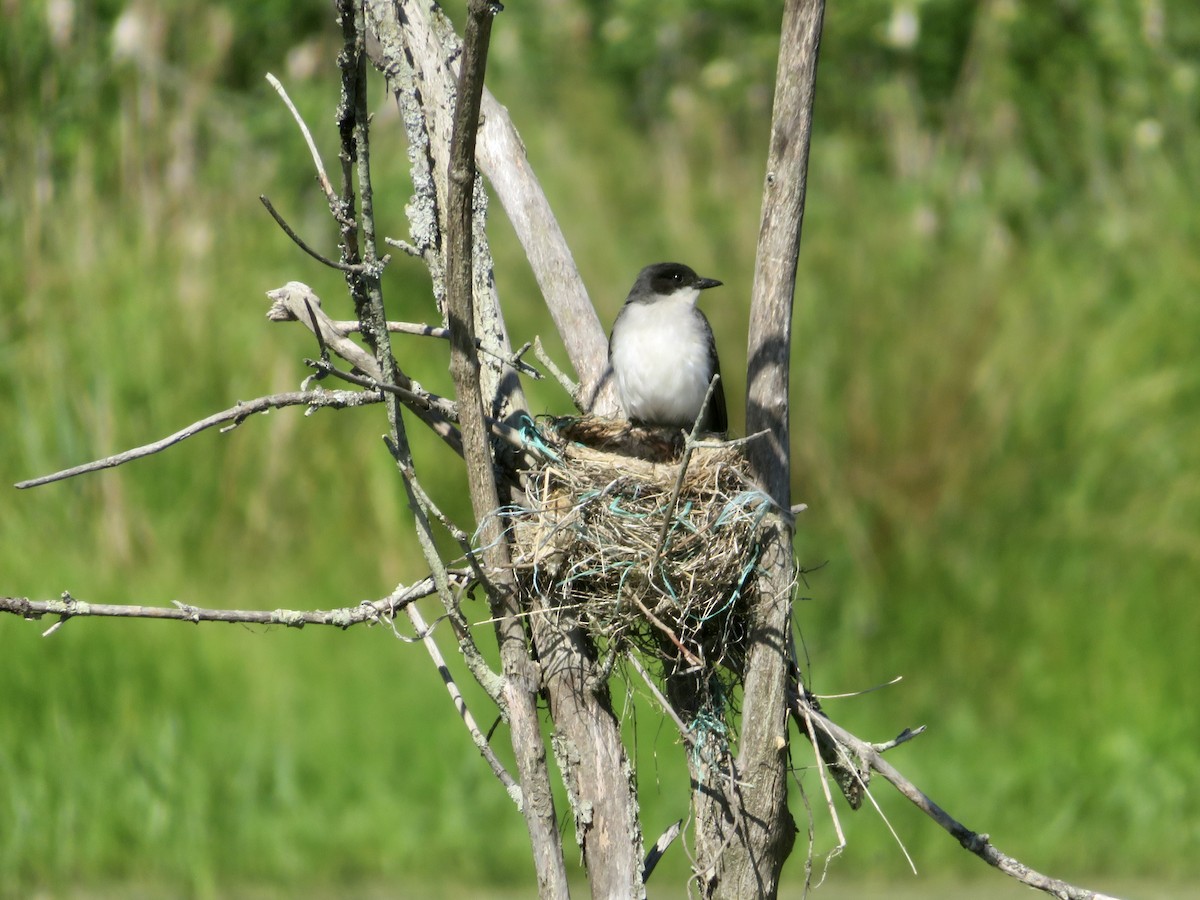 Eastern Kingbird - ML620791347