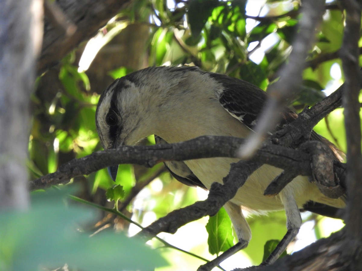 Chalk-browed Mockingbird - ML620791349