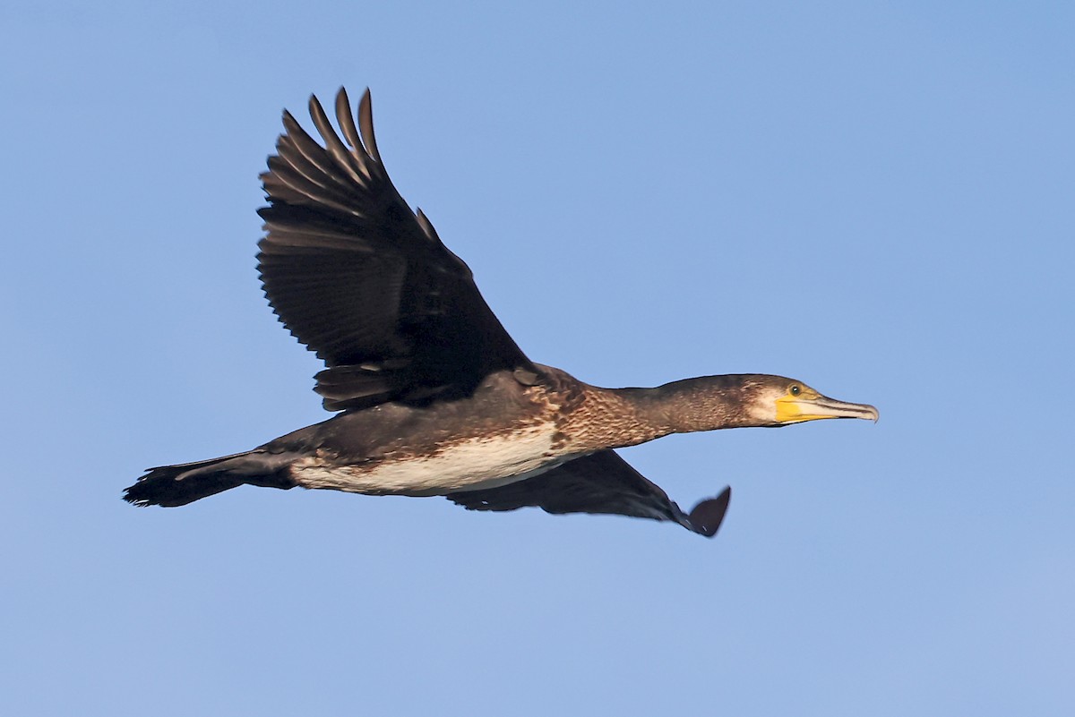 Great Cormorant - ML620791353