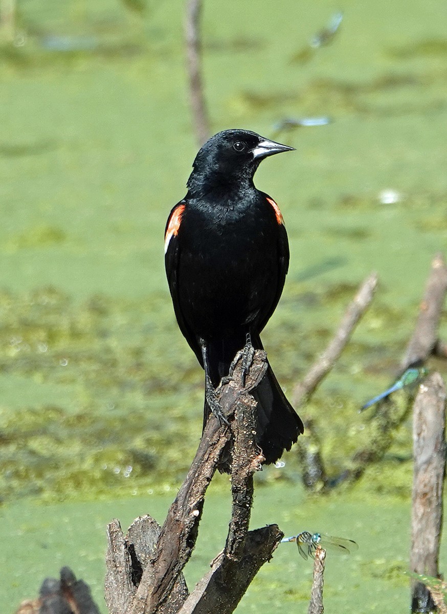 Red-winged Blackbird - ML620791354