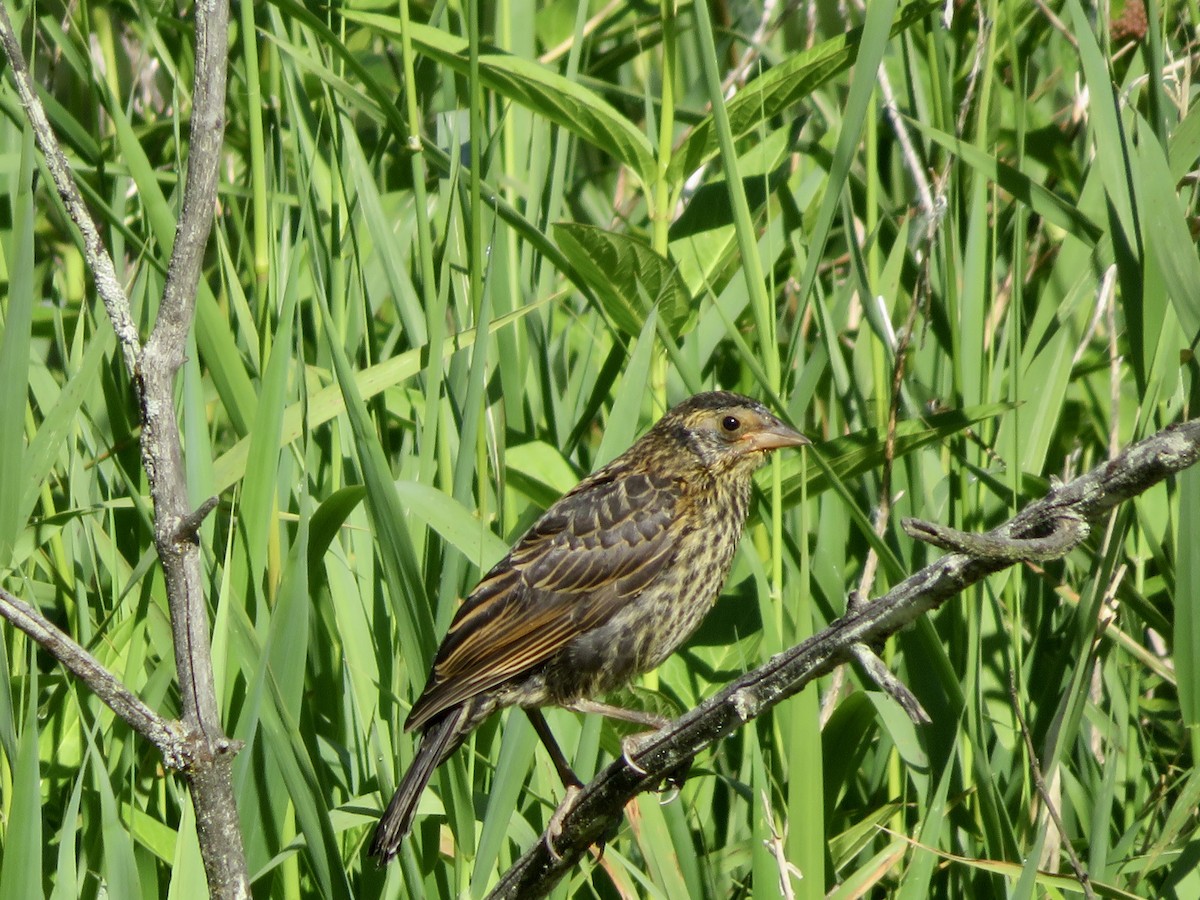 Red-winged Blackbird - ML620791366