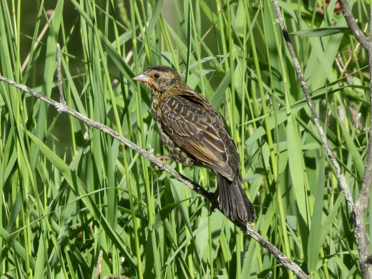 Red-winged Blackbird - ML620791367