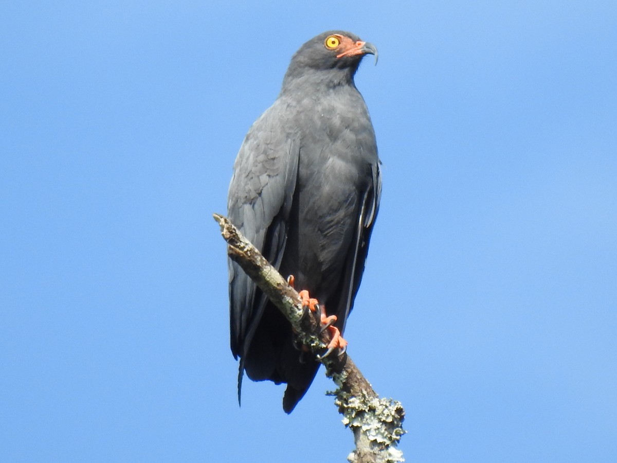 Slender-billed Kite - ML620791372