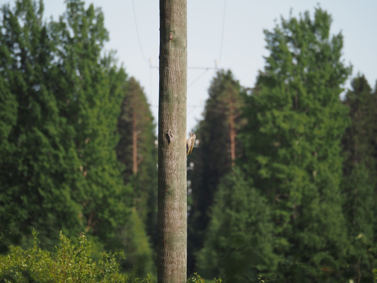 Gray-headed Woodpecker - ML620791375