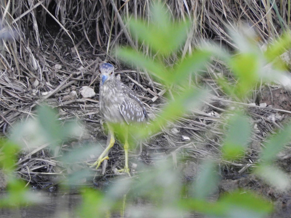 Black-crowned Night Heron - ML620791377