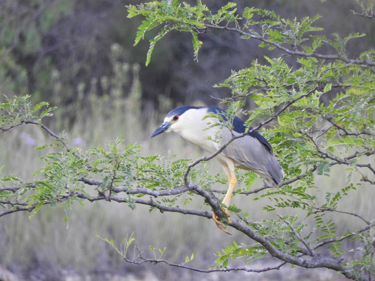 Black-crowned Night Heron - ML620791378