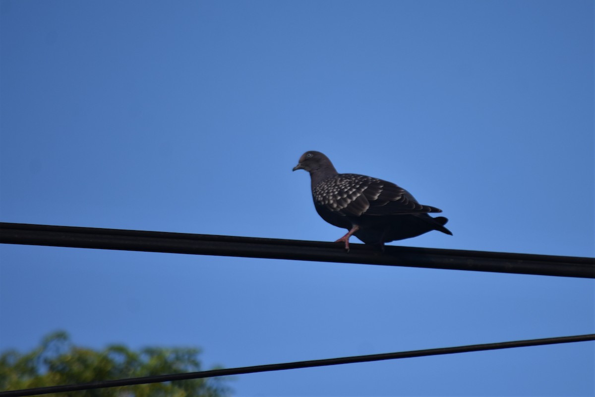 Spot-winged Pigeon - ML620791386