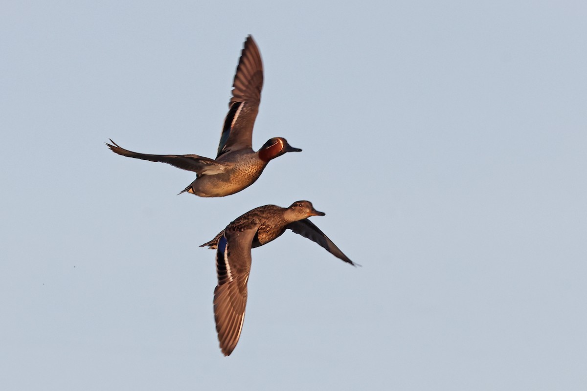 Green-winged Teal (Eurasian) - ML620791390