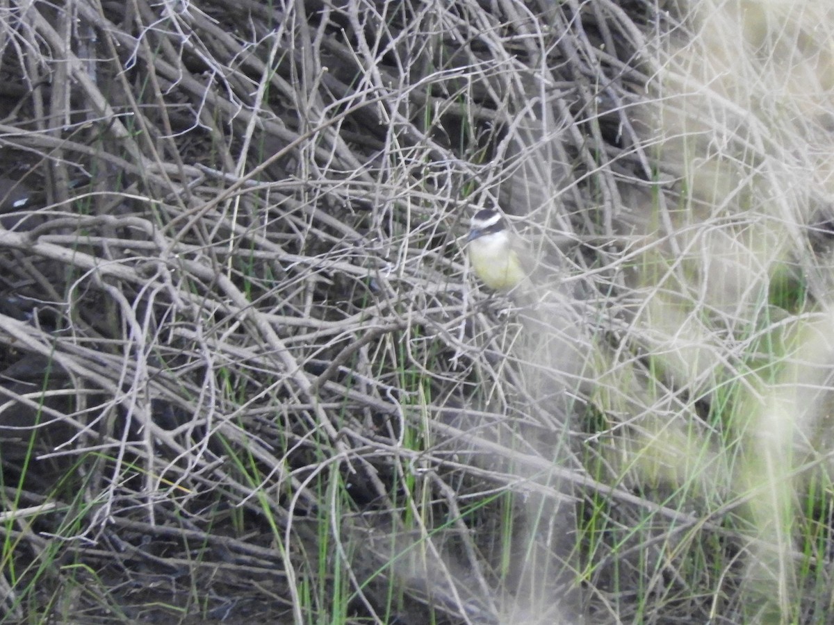 Great Kiskadee - ML620791398