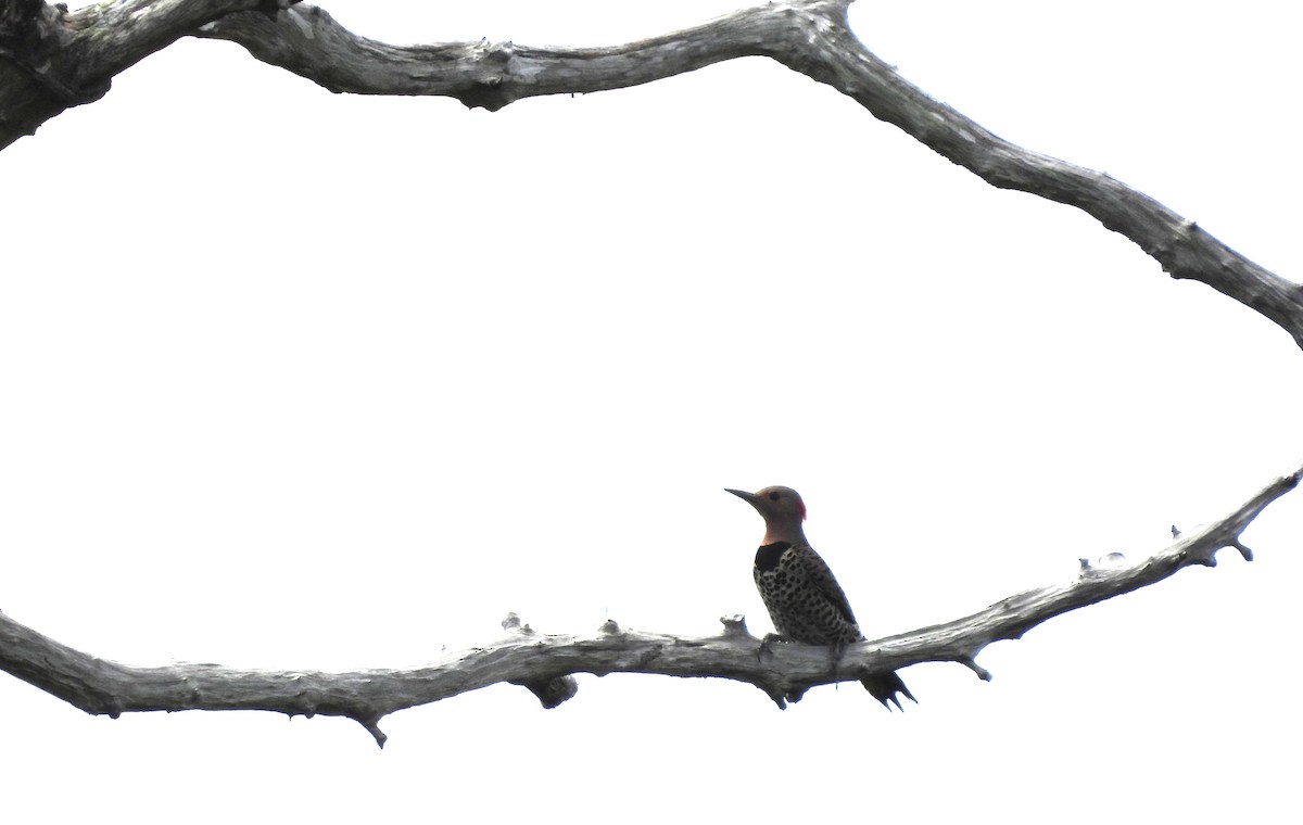 Northern Flicker (Grand Cayman I.) - ML620791399