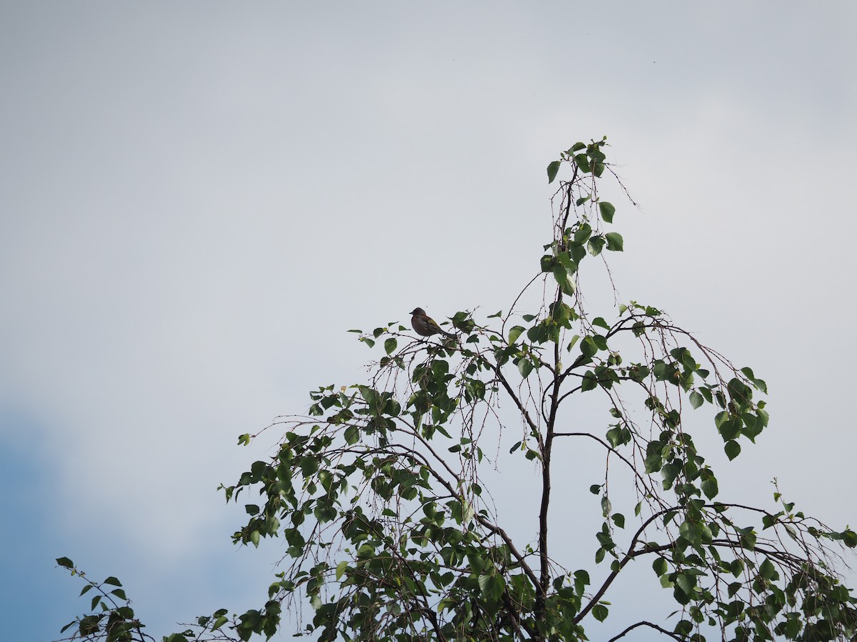 Common Chaffinch - ML620791400